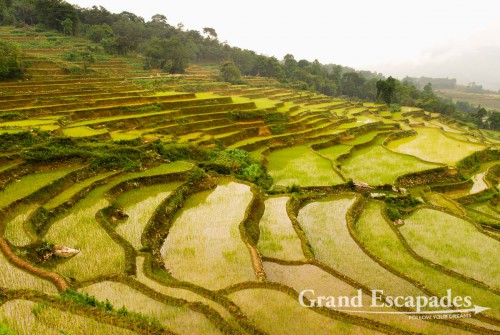 Working on the rice fields at the Rice Terrasses of Yuanyang, Yunnan, China