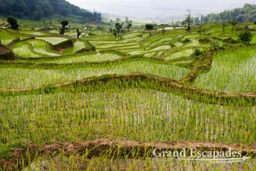 Working on the rice fields at the Rice Terrasses of Yuanyang, Yunnan, China
