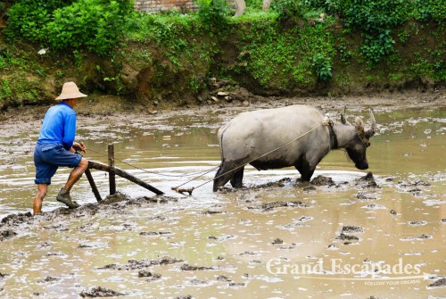 Working on the rice fields at the Rice Terrasses of Yuanyang, Yunnan, China