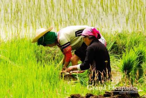 Working on the rice fields at the Rice Terrasses of Yuanyang, Yunnan, China