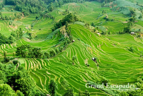 Rice Terrasses of Yuanyang at sunset, Yunnan, China