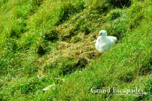 Royal Albatross (Diomedeidae) Colony - chick sitting in the nest, South Island, New Zealand