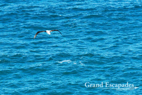 Royal Albatross (Diomedeidae), South Island, New Zealand
