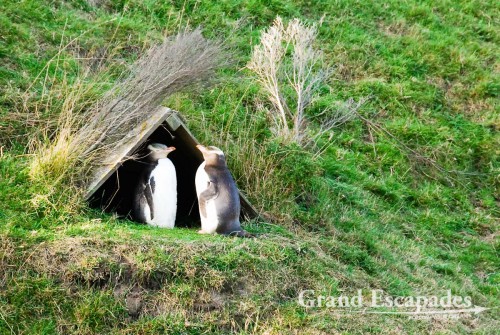 Yellow-Eyed Penguin Conversation Reserve, South Island, New Zealand