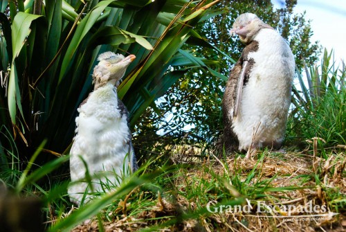 Yellow-Eyed Penguin Conversation Reserve, South Island, New Zealand