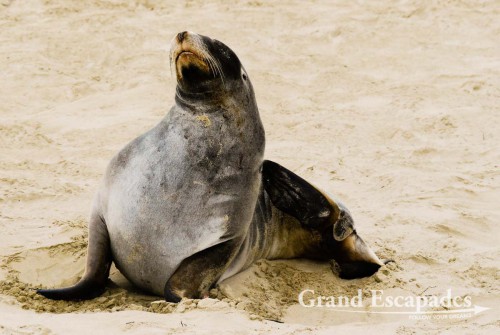 Sea Lions (Zalophus Californianus), Cannibal Bay, South Island, New Zealand