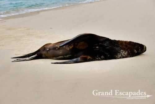 Sea Lions (Zalophus Californianus), Cannibal Bay, South Island, New Zealand