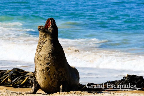 Sea Lion (Zalophus Californianus), Waipapa Point, the Catlins, South Island, New Zealand