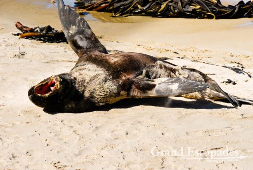 Sea Lion (Zalophus Californianus), Waipapa Point, the Catlins, South Island, New Zealand