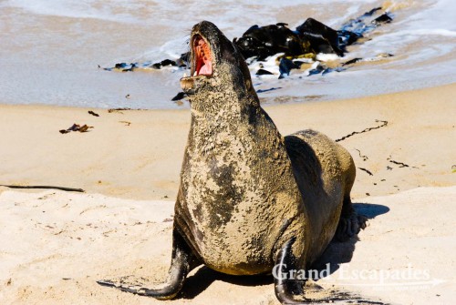 Sea Lion (Zalophus Californianus), Waipapa Point, the Catlins, South Island, New Zealand