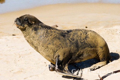 Sea Lion (Zalophus Californianus), Waipapa Point, the Catlins, South Island, New Zealand