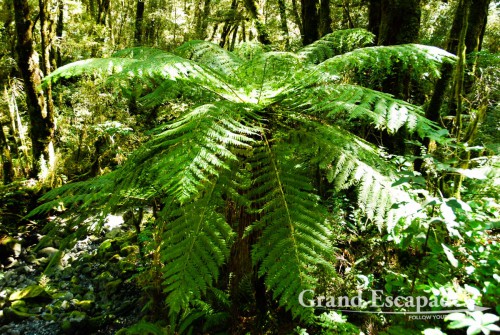 Typical Fjordland vegetation on a walk to the Cascade Creek, Milford Sound, South Island, New Zealand