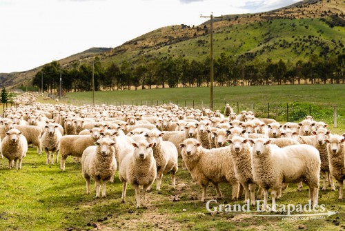 "Grand View" Farm: 700 hectares, 3.500 sheep & 250 deer! And Colin is managing the whole alone... South Island, New Zealand