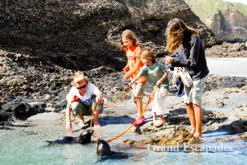 Fur Seal Pubs in a Tidal Pool, Wharariki Beach, South Island, New Zealand