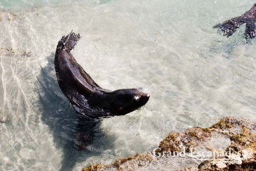 Fur Seal Pubs in a Tidal Pool, Wharariki Beach, South Island, New Zealand