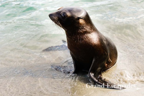 Fur Seal Pubs in a Tidal Pool, Wharariki Beach, South Island, New Zealand