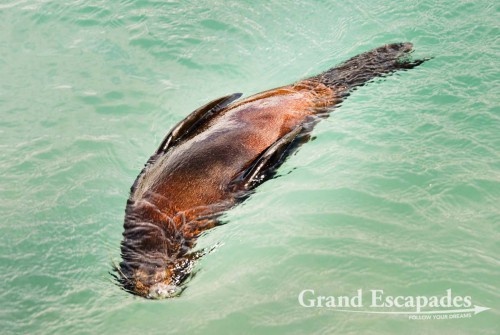 Fur Seal Pubs in a Tidal Pool, Wharariki Beach, South Island, New Zealand