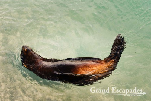 Fur Seal Pubs in a Tidal Pool, Wharariki Beach, South Island, New Zealand