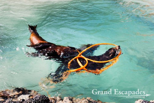 Fur Seal Pubs in a Tidal Pool, Wharariki Beach, South Island, New Zealand