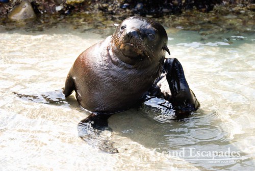 Fur Seal Pubs in a Tidal Pool, Wharariki Beach, South Island, New Zealand
