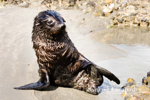 Fur Seal Pubs in a Tidal Pool, Wharariki Beach, South Island, New Zealand