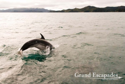 Delphins, Bay of Islands, North Island, New Zealand