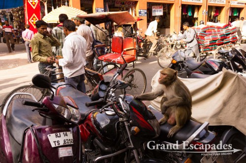 Streets of Jaipur, the Pink City, Rajasthan, India