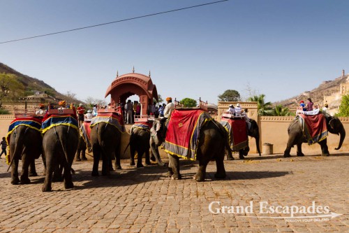 Elephants carrying tourists up to Amber Fort in the morning, near Jaipur, the Pink City, Rajasthan, India