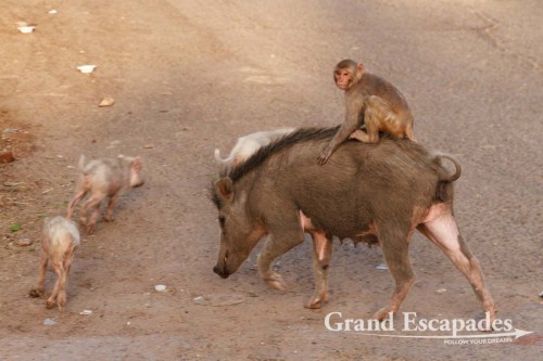 Rhesus Macaque (Macaca mulatta), riding a pig, at Galtaji, better known as Galwar Bagh, the Monkey Temple, situated among Green Hravalies Hills, Jaipur, Rajasthan, India
