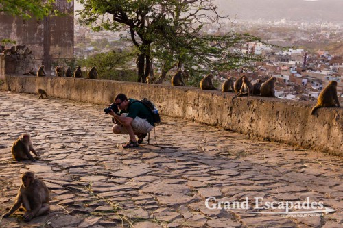 Gilles photographying Rhesus Macaque (Macaca Mulatta), also called the Rhesus Monkey, at Galtaji, better known as Galwar Bagh, the Monkey Temple, situated among Green Hravalies Hills, Jaipur, Rajasthan, India