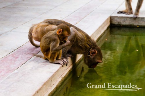Rhesus Macaque (Macaca Mulatta), also called the Rhesus Monkey at Galtaji, better known as Galwar Bagh, the Monkey Temple, situated among Green Hravalies Hills, Jaipur, Rajasthan, India