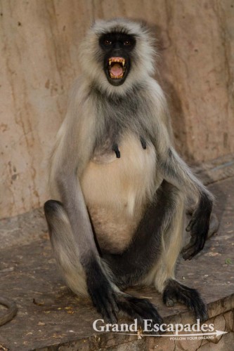 Common Langur or Hanuman Monkey (Semnopithecus Entellus) at Galtaji, better known as Galwar Bagh, the Monkey Temple, situated among Green Hravalies Hills, Jaipur, Rajasthan, India