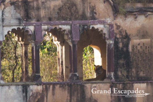 Tiger (?) in Ranthambore National Park, Rajasthan, India