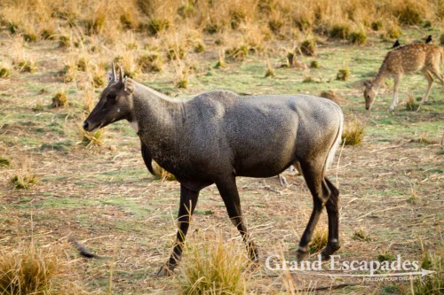 Nilgai (Boselaphus Tragocamelus), Ranthambore National Park, Rajasthan, India