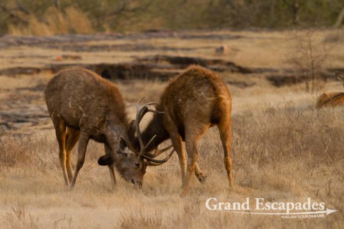 Sambar Deer (Rusa Unicolor), Ranthambore National Park, Rajasthan, India