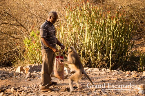 Common Langur or Hanuman Monkey (Semnopithecus Entellus) around Pushkar, Rajasthan, India