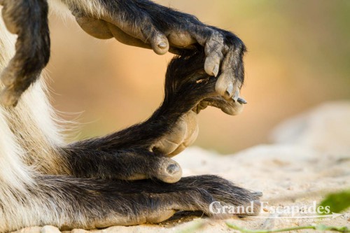 Common Langur or Hanuman Monkey (Semnopithecus Entellus) around Pushkar, Rajasthan, India