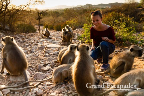 Common Langur or Hanuman Monkey (Semnopithecus Entellus) around Pushkar, Rajasthan, India