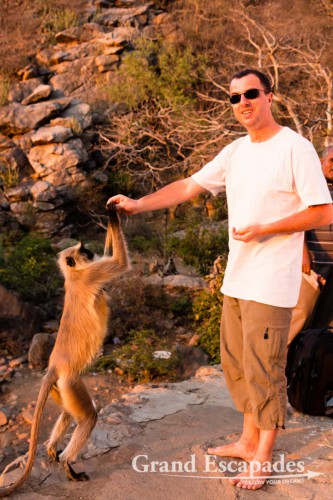 Common Langur or Hanuman Monkey (Semnopithecus Entellus) around Pushkar, Rajasthan, India