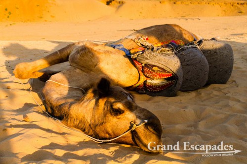 Camel Safari around Pushkar, Rajasthan, India