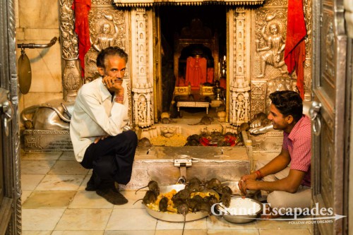 Karni Mata Temple or Rat Temple, Bikaner, Rajasthan, India