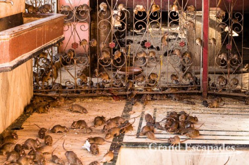 Karni Mata Temple or Rat Temple, Bikaner, Rajasthan, India