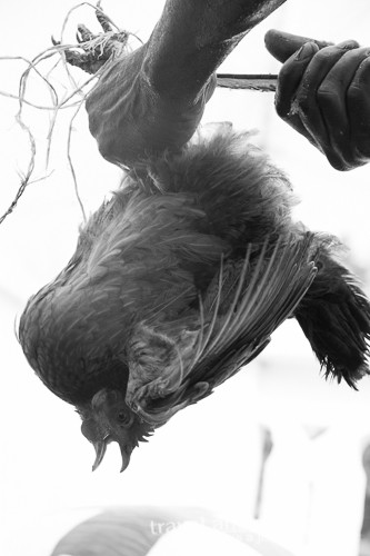 Chicken being sacrificed