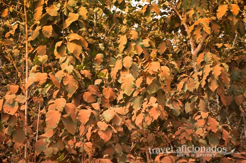 Leaves coated with red soil