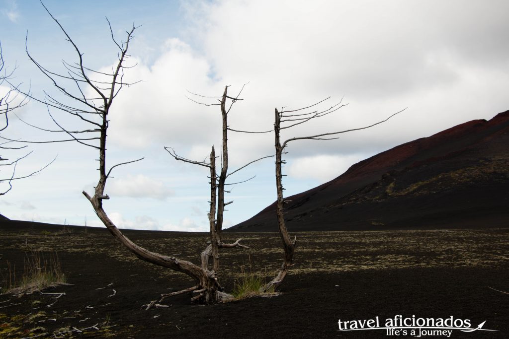 Dead Forest, after the eruption, meters of volcanic sand covered everything, what you see are the tops of the trees Dead Forest, after the eruption, meters of volcanic sand covered everything, what you see are the tops of the trees