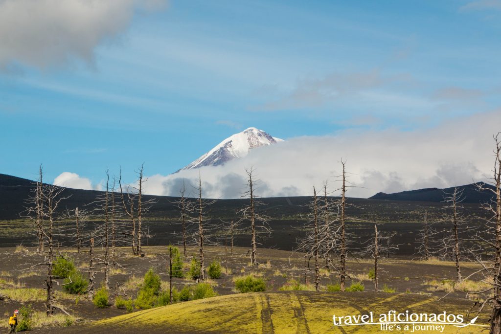 Dead Forest, after the eruption, meters of volcanic sand covered everything, what you see are the tops of the trees Dead Forest, after the eruption, meters of volcanic sand covered everything, what you see are the tops of the trees
